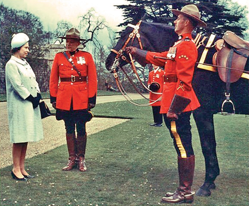 Remarkable canadian Horse Burmese, Burmese horse, great canadian horse, Canada’s 150 anniversary, Queen Elizabeth II burmese horse