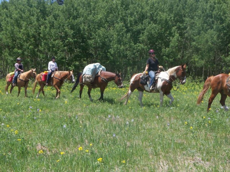 horse businesses canada, how to run horse business, equine entrepreneurs, insurance horse business, marketing a tack store, equine professional courses, marketing horse business