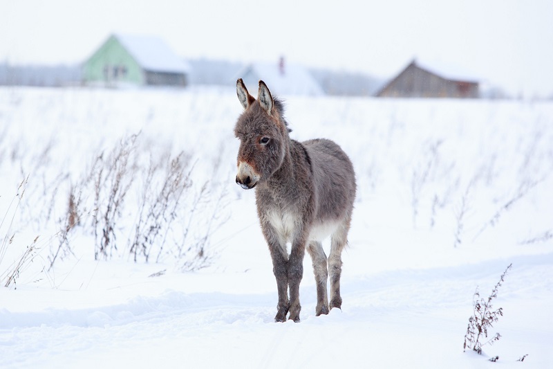 donkeys in the cold, how to keep donkeys warm, keeping horses warm, keeping equines warm
