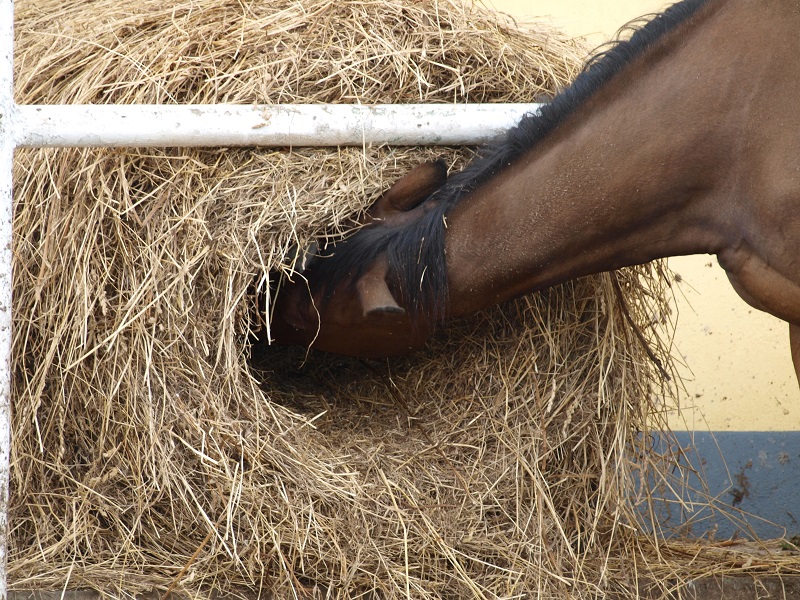 does my horse have allergies? stable allergies horses, how to reduce dust in horse barn, equine asthma, spirulina for horses