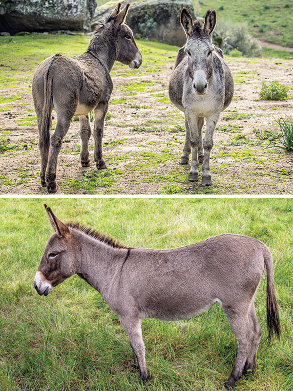 what should i feed a donkey, my donkey is underweight, donkey is fat, obese donkey, nutrition for donkey, supplements for donkeys, how much water donkey, types of diseases donkeys