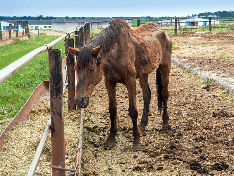 Animal Welfare in Ontario | Horse Journals