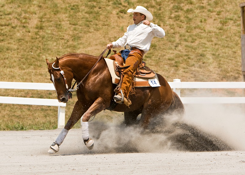 American Quarter Horse, CQHA, AQHC, Canadian Quarter Horse, characteristics quarter horse