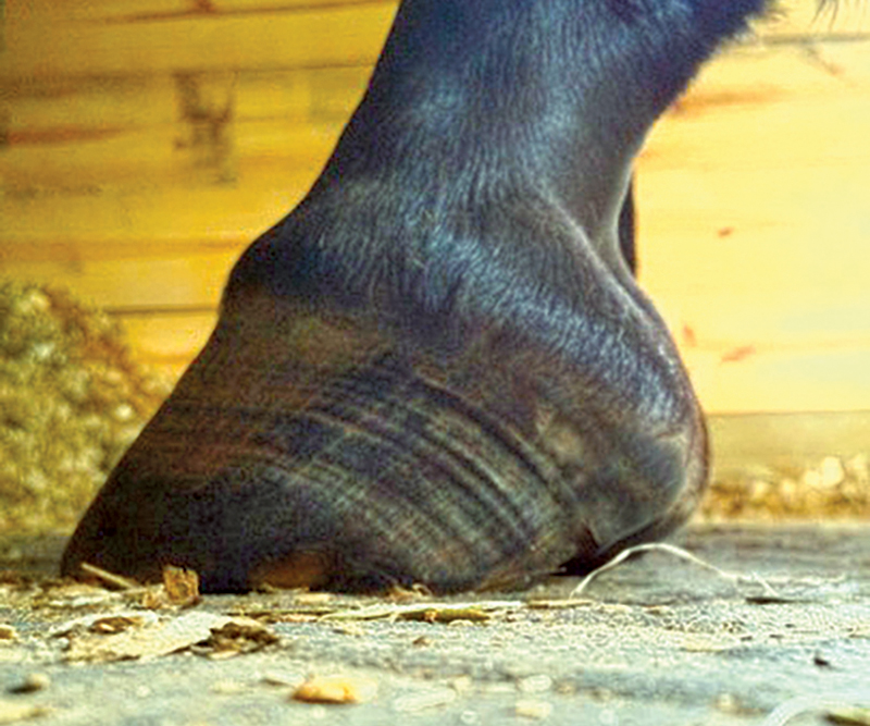 equine Laminitis in Horses with EMS and Cushing’s Disorder, Dr. Jaini Clougher ECIR Group. Equine Metabolic Syndrome (EMS) and Cushing’s disorder (PPID) phenylbutazone (Bute) horse is rocked back onto its haunches therapeutic hoof boots with pads vitamin e laminitis
