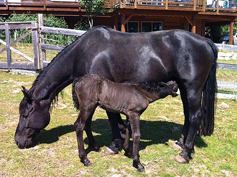 mare rejecting foal, foal rejection, collecting colostrum horse, mare colostrum collection, betty baxter horse