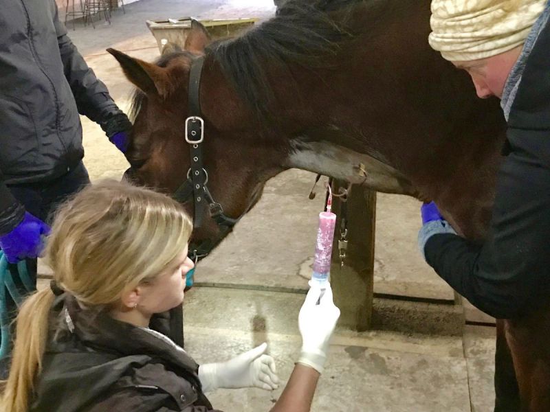 Equine Sports Medicine, eqiune vet Steve Chiasson, DVM, CVMA, What Horses Benefit from Sports Medicine high-performance equine athlete horse chiropractic, equine lameness evaluation, regenerative therapy horses aquatic therapy