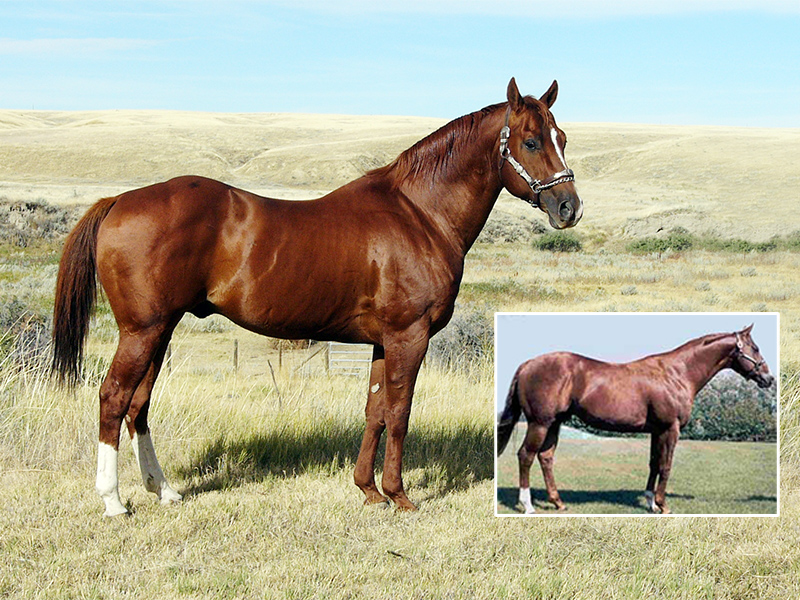 good barrel horse, breeds for barrel horses, quarter horses, docs paradise horse, sandy ridge stallion station