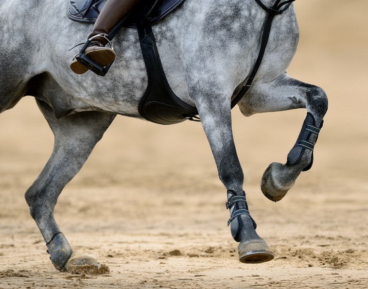equine pre-purchase exam, lameless locator veterinary diagnoses horses