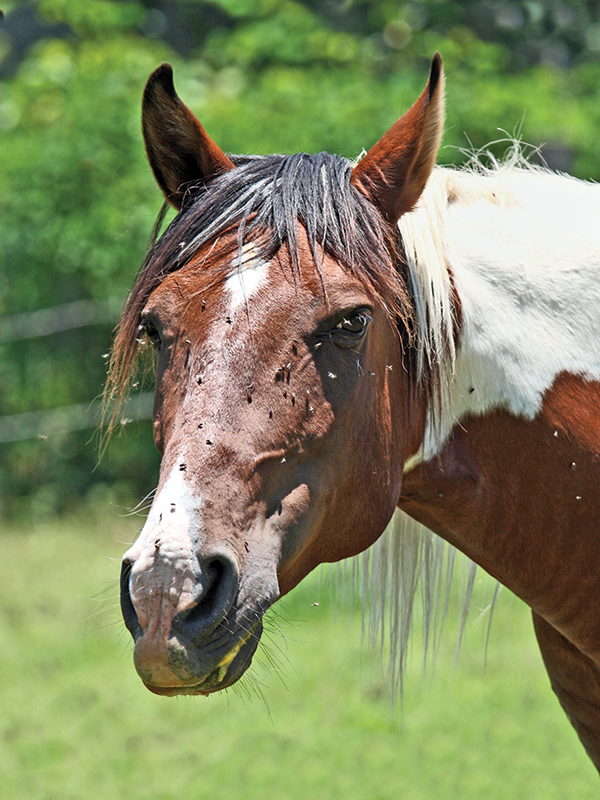 equine herpes virus, diseases horses, flies horses, infectious diseases horses, aerosol droplets horses, preventing illness horses, equine biosecurity, equestrian pathogens