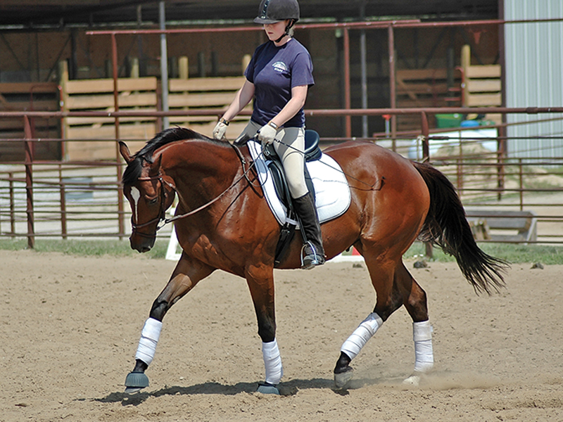 my horse is stressed, anxiety in horses, best learning environment horses, how to be less controlling of my horse