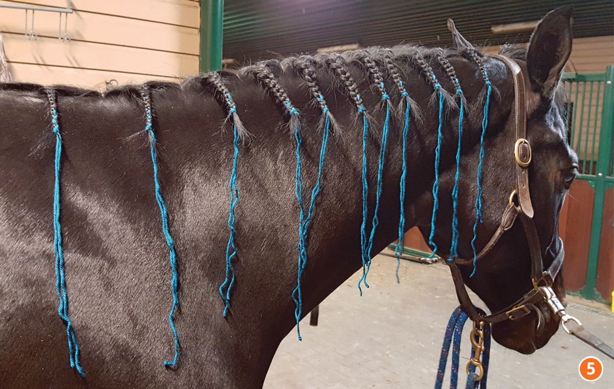 how to braid horse for hunter, how to braid horse for jumper, how to braid horse for dressage