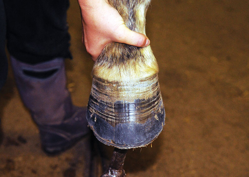 Hans Wiza, horse Hoof makeover, splay-footed horse, cracked horse feet, chipped horse feet, flared horse feet, flaking horse feet, bent horse feet, broken horse feet, hyper-expanded horse feet, peeling horse feet, equine scapular hinge vertical alignment, H.A.N.S. TRIM protocol, horse shoes