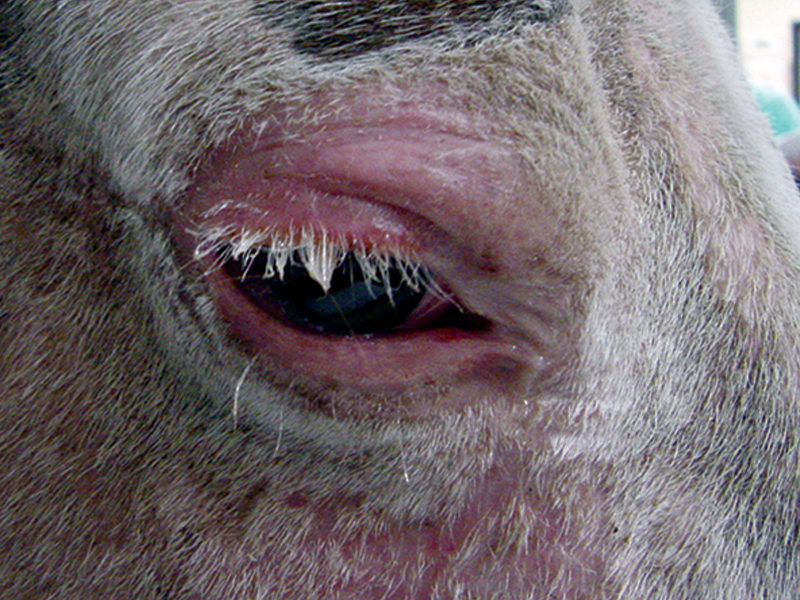equine skin cancer, equine melanoma, equine sarcinoma, skin cancer horses