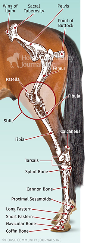 horses joints sore, how to help my horse's pain, pain in joint horse, alexa linton, joint supplements horses