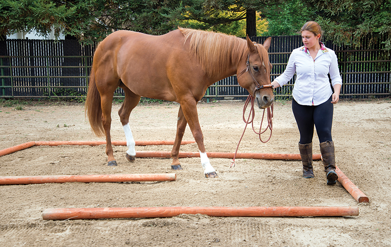 jec a ballou groundwork, stretches for horse, equine neuromuscular patterns, imbalance in horse exercises
