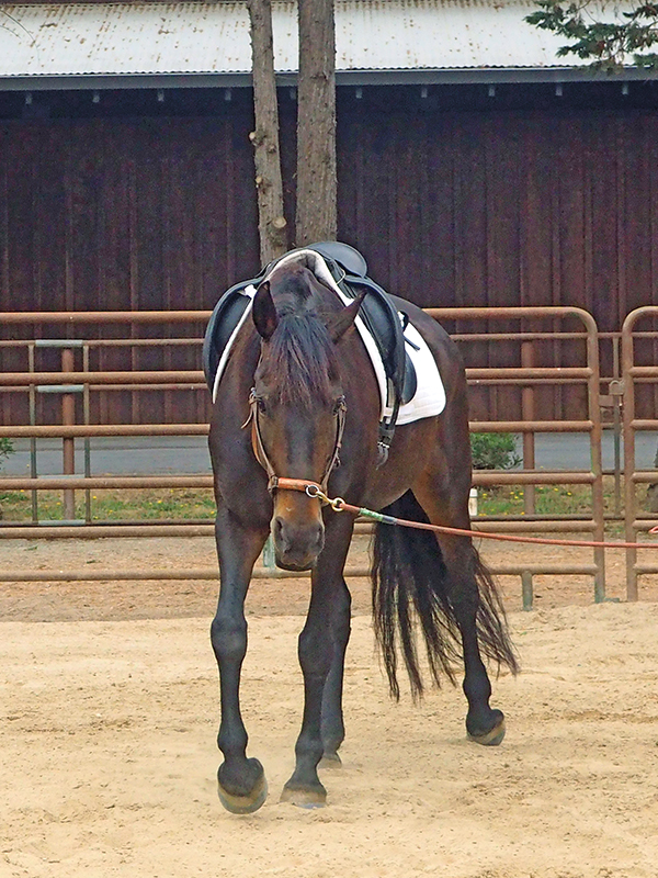 horse stretches, carrot stretches horses, help horse supple, jec ballou, groundwork for horses