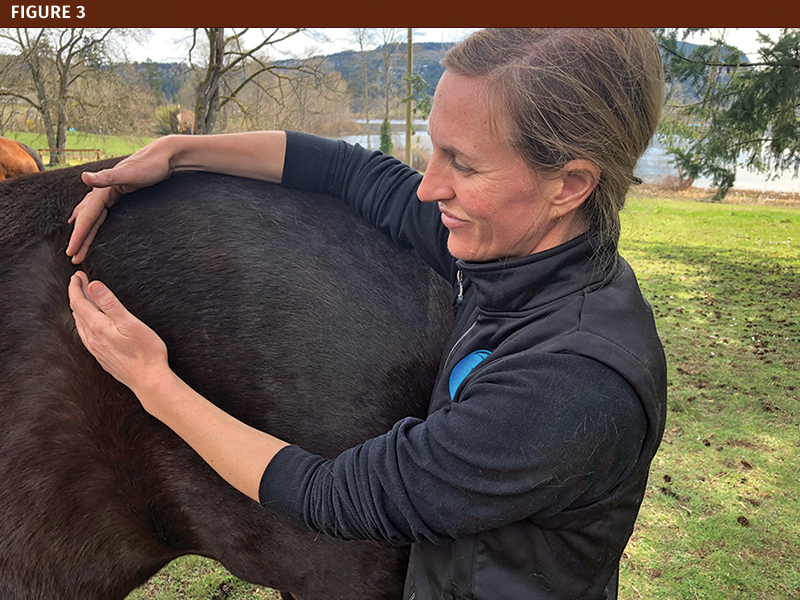 how to increase equine pelvis stability, how to improve pelvis range, how to strengthen pelvic floor, what is Equine osteopathy