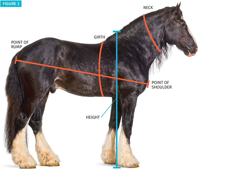 assessing you horse’s body weight without a scale, horse Body Condition Scoring Henneke Scale, how to use horse weight tape