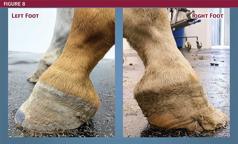 Recognizing and Managing the Club Foot in Horses | Horse Journals