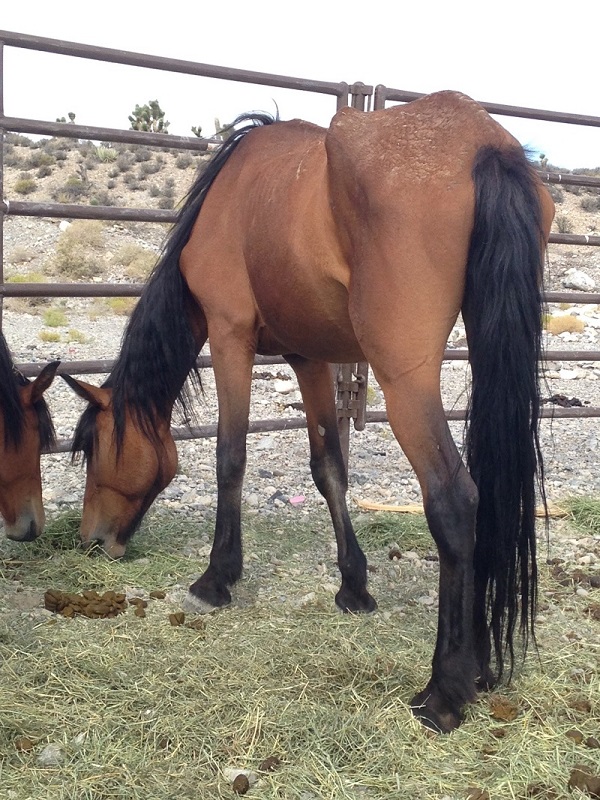 malnourished horse, rescue horses, helping underweight horse, starving horse, how to tell if horse is healthy weight, welfare horses