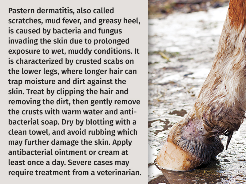 example pastern dermatitis horse, mud fever horse, horse skin problems