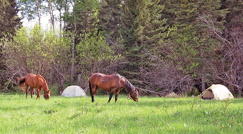 horse camping tips, some ways to improve horse camping, go camping with your horse