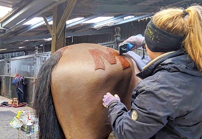 horse grooming, show jumper Brian Morton, equine industry heroes, equine grooming