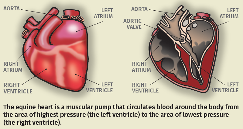 https://horsej.b-cdn.net/files/2018/heartdiagram.png