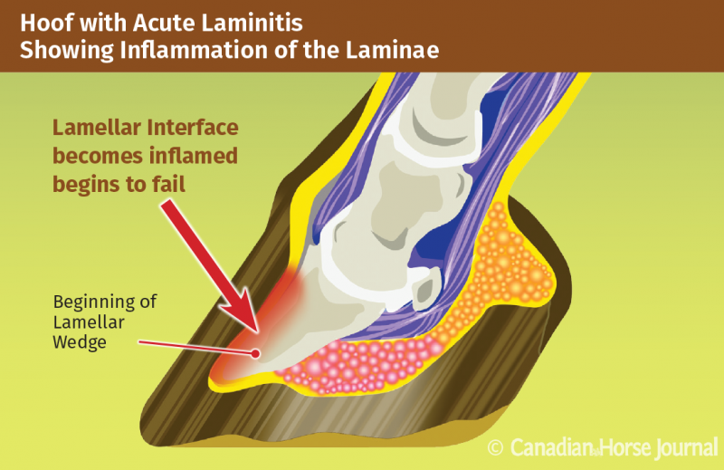 equine Laminitis in Horses with EMS and Cushing’s Disorder, Dr. Jaini Clougher ECIR Group. Equine Metabolic Syndrome (EMS) and Cushing’s disorder (PPID) phenylbutazone (Bute) horse is rocked back onto its haunches therapeutic hoof boots with pads vitamin e laminitis
