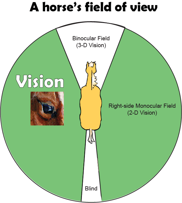 hrose field of vision, equine guelph, horse behaviour, horse psychology, how well does my horse know me? the horse eye