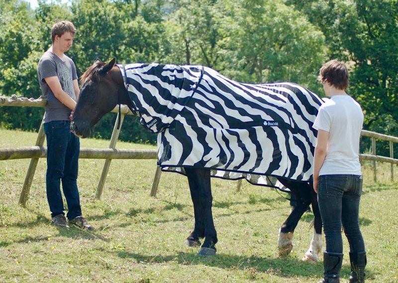 Do zebra stripes repel flies? are zebra striped horse blankets helpful? why do zebras stripes repel flies