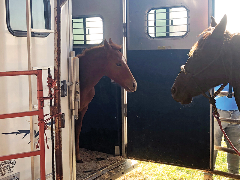 Jonathan Field, Foal horse trailering, colt horse trailering, foals horse trailers