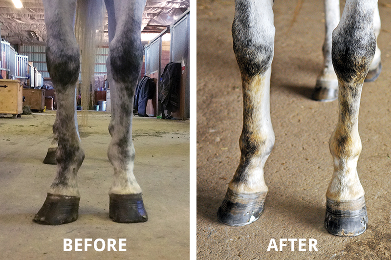 Hans Wiza, horse Hoof makeover, splay-footed horse, cracked horse feet, chipped horse feet, flared horse feet, flaking horse feet, bent horse feet, broken horse feet, hyper-expanded horse feet, peeling horse feet, equine scapular hinge vertical alignment, H.A.N.S. TRIM protocol, horse shoes