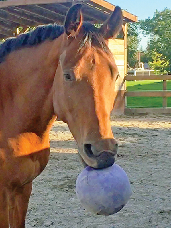 horse tossing head, horse resisting bit, does my horse have tmd? horse misbehaving, equine surgery for tmd, wcvm equine tmd research, margaret evans
