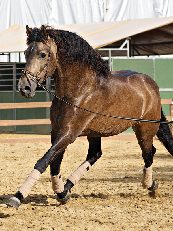 how long should i do groundwork with my horse, how long should i lunge my horse