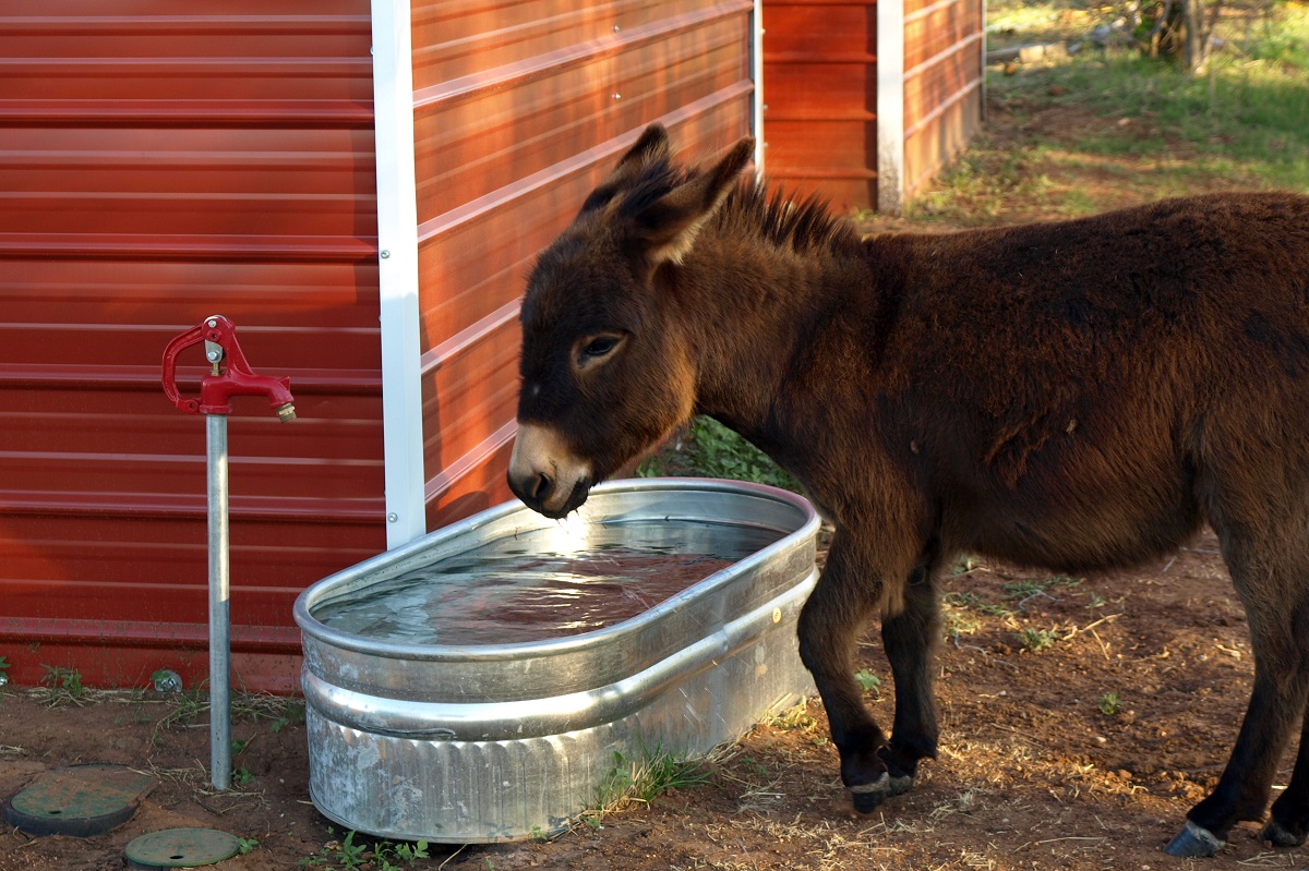 feeding differences between horses and donkeys,  what do donkeys eat?, donkey diet, donkey obesity, donkey feeding strategies, do donkeys and horses eat the same diet?