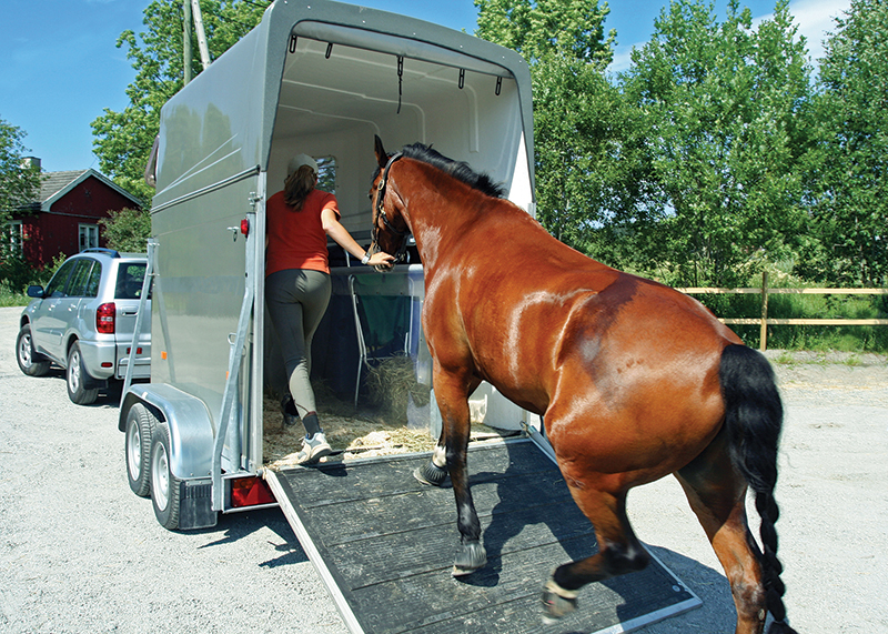 Jonathan Field, Foal horse trailering, colt horse trailering, foals horse trailers