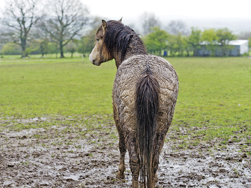 rain rot, rain scald, horse bald patches, scabs on horse