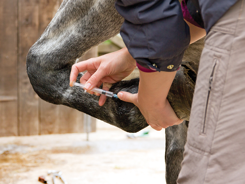 equine joint disease, arthritis in horses, treating sore joints horses, x rays horse joints, ultrasound horses, diane gibbard