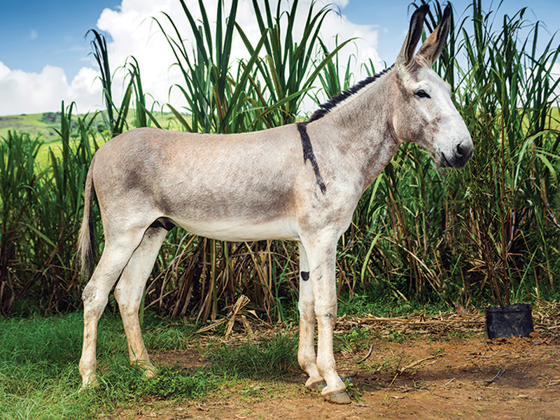 what should i feed a donkey, my donkey is underweight, donkey is fat, obese donkey, nutrition for donkey, supplements for donkeys, how much water donkey, types of diseases donkeys