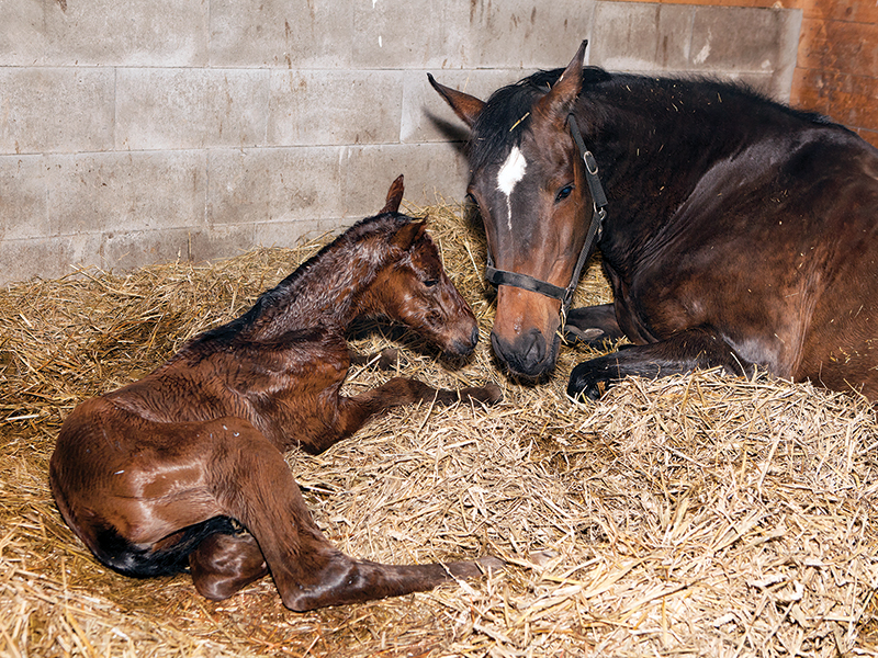 Should You Breed Your Mare? | Horse Journals