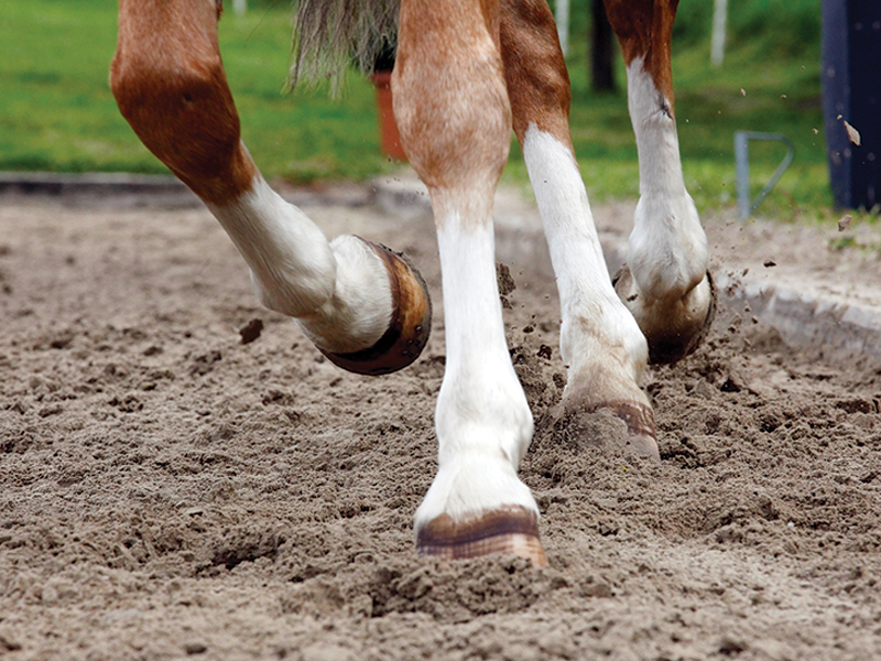 healthy horse hooves, nutrition for hoof care in horses, training exercises for strong hooves horse, jec ballou, best footing for healthy horse hooves