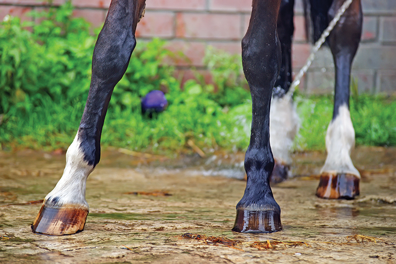 Hoof Care Equine Guelph, nutrition for horse hooves, dry weather horse hooves, hoof abscess, sean elliott, how often farrier