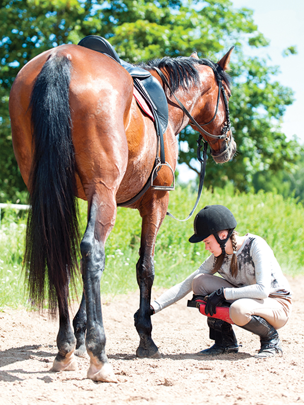 equine joint disease, arthritis in horses, treating sore joints horses, x rays horse joints, ultrasound horses, diane gibbard