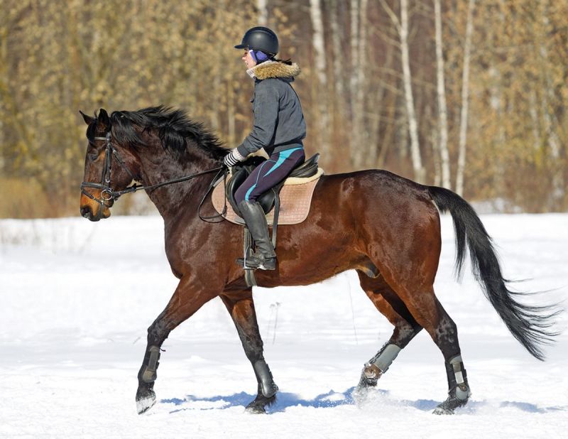 daily activity equine fitness, length of horse training time