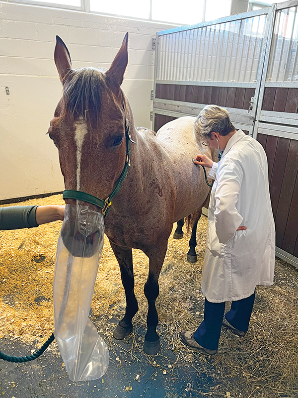dr beeler-marfisi, rebreathing bag horse nose, vet for equine asthma, my horse has a cough