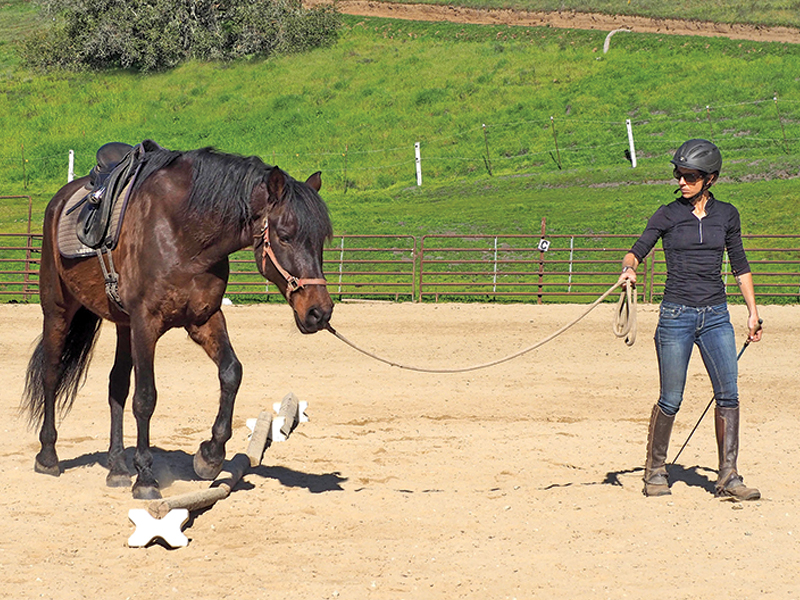 core exercises horse, jec ballou, how to increase my horse's fitness