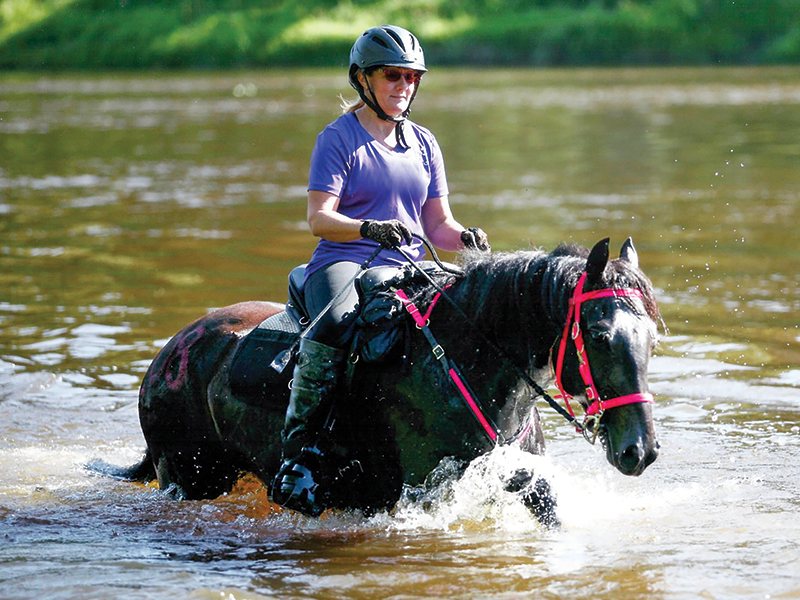 Older Adult riding lessons, how to ride a horse when middle-aged, getting back into horses