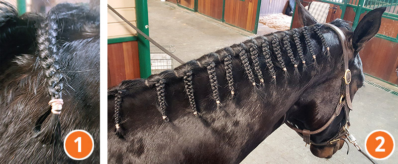 how to braid horse for hunter, how to braid horse for jumper, how to braid horse for dressage