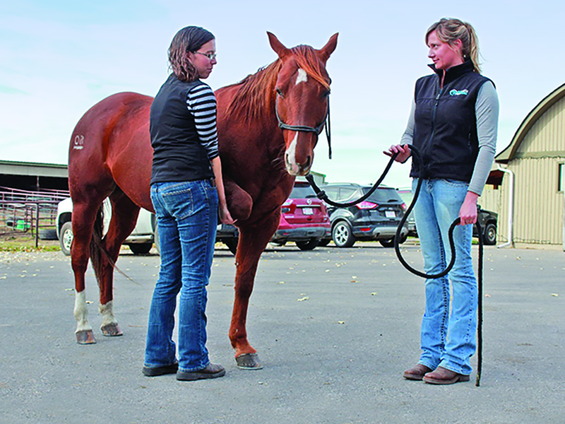 how can i keep my horse fit, how can i condition an old horse, dr kirby pentilla, conditioning older horse, caring for an older horse, joint injections horse, senior performance horse